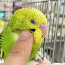 ✨最新画像✨さ〜い〜た〜🌱‬秋のたんぽぽ?!🌼*･セキセイインコ(グリーンオパーリン/2025年9月下旬)