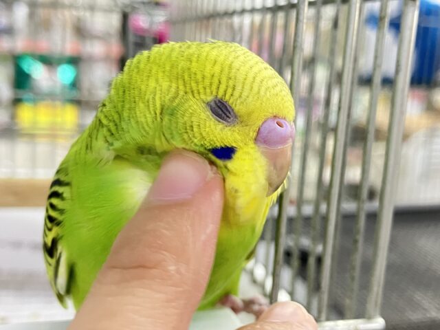✨最新画像✨さ〜い〜た〜🌱‬秋のたんぽぽ?!🌼*･セキセイインコ(グリーンオパーリン/2025年9月下旬)