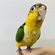 やんちゃ坊主‼︎主張強め〜シロハラインコ！！