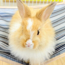 【最新画像更新🪄】もふもふ天使🐰🫧ライオンラビット 女の子