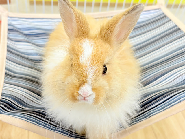 【最新画像更新🪄】もふもふ天使🐰🫧ライオンラビット 女の子