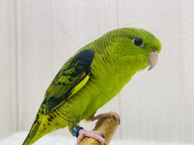 リンゴが1番❗️🍏  ̖́-じーっと見つめてくれちゃう♡サザナミインコ⭐️