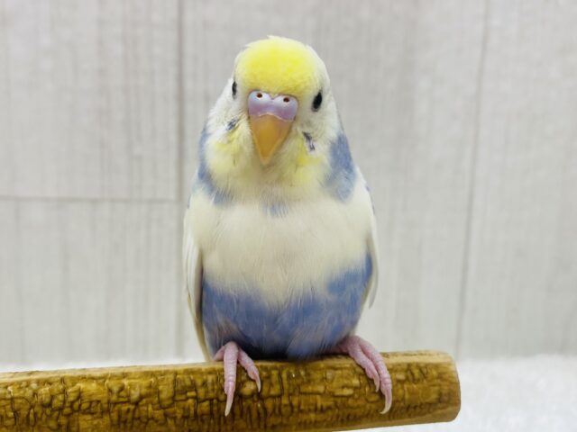 最新画像有ります‼️あわあわ〜🫧この淡さが素敵すぎる！！セキセイインコパステルレインボーパイド🌟
