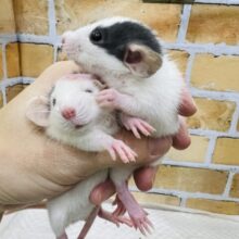 個性色々♡賢いチュー🐭ファンシーラットがいっぱい✨