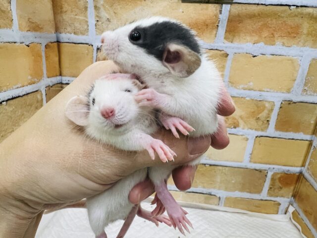 個性色々♡賢いチュー🐭ファンシーラットがいっぱい✨