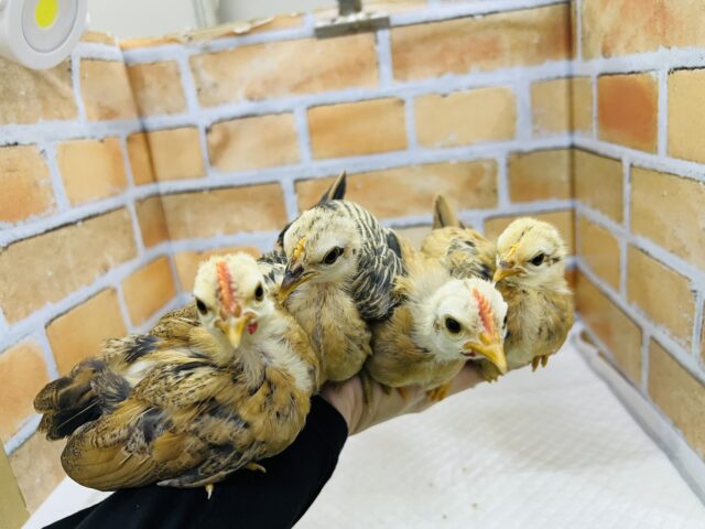 世界最小コケコケ🎶セラマ🐓立派に成長中！