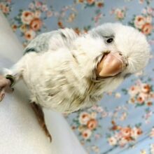 嬉しくってパタパタ揺れちゃう🐥🩵🤍ベビーオキナインコちゃん(ブルーオパーリン)🪽✨