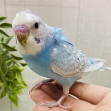 最新画像有ります⭐️寝癖ついちゃってますよ〜‼️可愛すぎるチャームポイントのセキセイインコ🌟