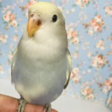 飛んで甘えるよ❤︎*ˊᵕˋ人が大好き❢❢手乗りコザクラインコさん(バイオレットパイド)💜🤍