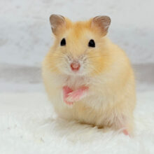 あたちの可愛さ知っちゃう？💖イエロープディングハムスター(女の子)