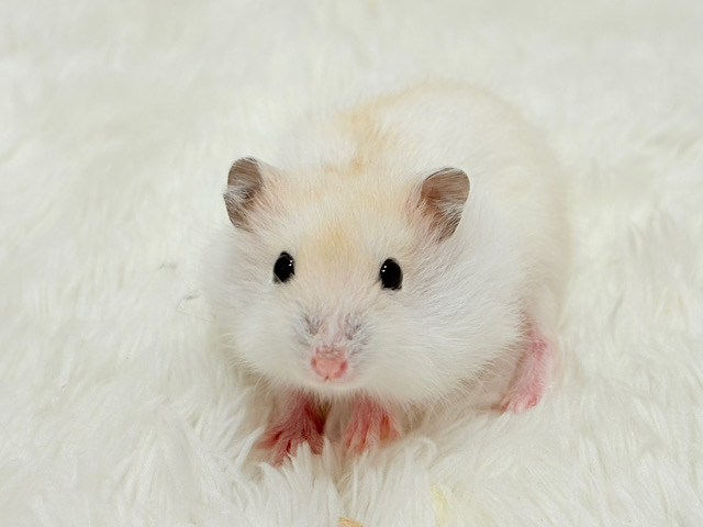 珍しい色合い♡ミルクたっぷりちゃん♡パールホワイトハムスター(女の子)