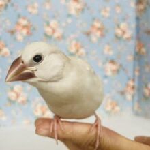 最高の相棒に💟手にズボッと潜り込むよ*ˊᵕˋ か~わいいシルバー文鳥さん🤍🪽
