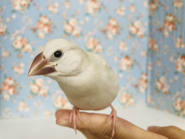 最高の相棒に💟手にズボッと潜り込むよ*ˊᵕˋ か~わいいシルバー文鳥さん🤍🪽