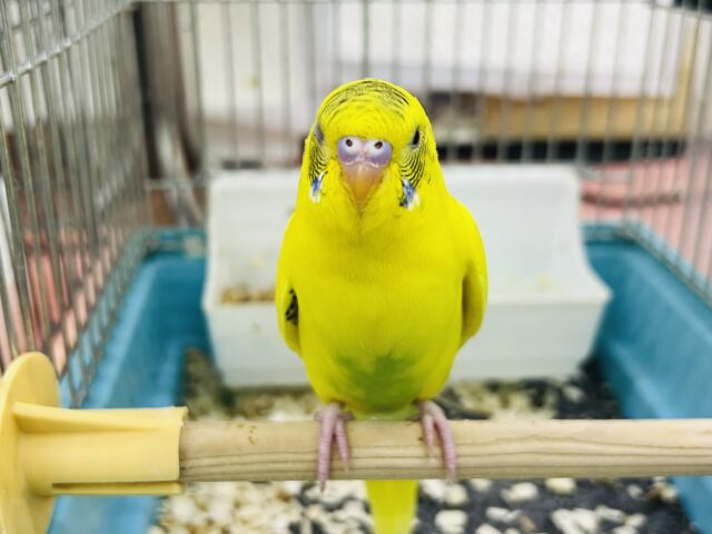 10/25更新☆唯一無二のてんてん模様✨セキセイインコのヒナ(イエローハルクイン)入荷しました❤️