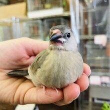 人が大好きなのです🐧❤︎かわいいかわいい桜文鳥ちゃん❢❢✨