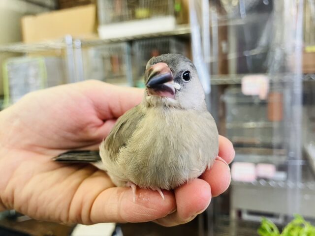 人が大好きなのです🐧❤︎かわいいかわいい桜文鳥ちゃん❢❢✨