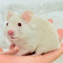 魅力的なもふふわちゃん🫧カラーハムスター(男の子)