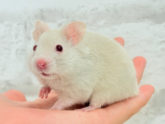 魅力的なもふふわちゃん🫧カラーハムスター(男の子)