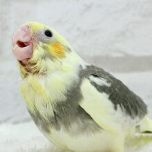 【最新画像更新🪄】癒し系の恐竜ちゃん🐣🫧オカメインコ(パイド) ヒナ