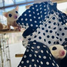 くりくりお目目の爆可愛兄弟♡フクロモモンガのリューシスティック〜✨