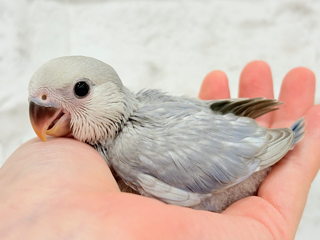 麗し🫧美鳥さん🐣💗コザクラインコ(マーブルバイオレット) ヒナ
