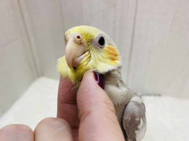 最新画像有ります⭐️立派なサイズ感‼️シナモンカラーのオカメインコがやってきました❤️