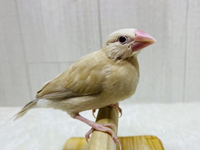 最新画像有ります❗️この季節ピッタリのモンブランちゃん🌰シナモン文鳥やってきましたー‼️