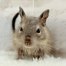 お顔が可愛すぎてる🐭🌸💖デグー(ブルー) 女の子