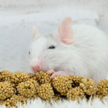 食いしん坊なアクティブガール🐭🍬💗デグー(サンドパイド) 女の子