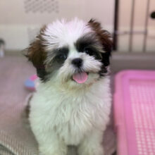 あたちと遊ぼうよ💗愛嬌たっぷりなシーズーの女のコきました🌟