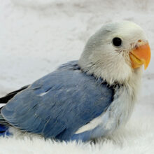 【最新画像更新🪄】優しい色合いとお顔が目印🐣🍬コザクラインコ(バイオレットパイド) ヒナ