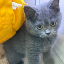 まるまる🩷ツンデレな🩷ブリティッシュショートヘアの女のコきました🌟