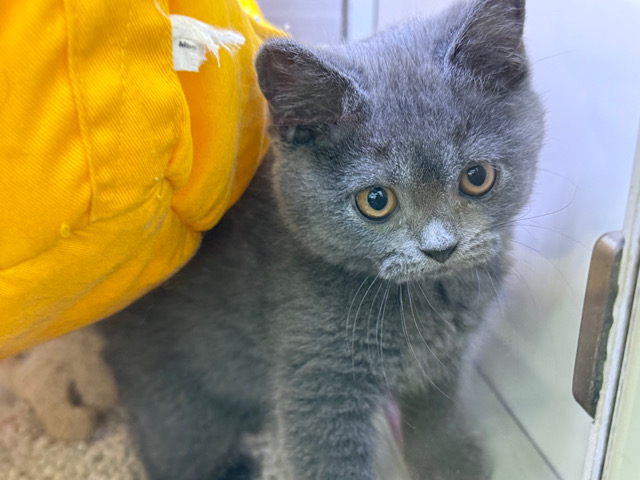 まるまる🩷ツンデレな🩷ブリティッシュショートヘアの女のコきました🌟