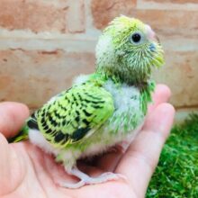 💚💚セキセイインコ（オパーリン）💚💚
