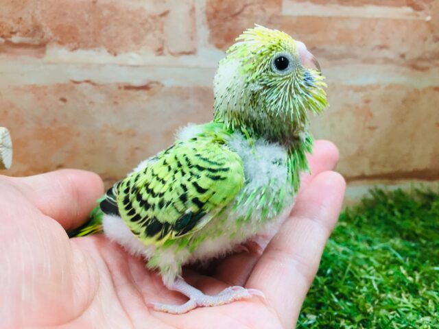 💚💚セキセイインコ（オパーリン）💚💚