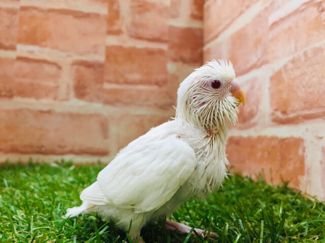真っ白セキセイちゃん⛄⛄⛄　セキセイインコ（アルビノ）