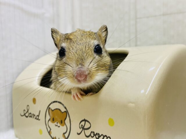 最新画像有ります⭐️愛も体も𝑩𝑰𝑮 ‪サイズ❤️パッチリおめめのジャイアントジャービルくん‼️