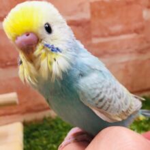 ①レインボーセキセイちゃんがやってきましたよ～🌈　セキセイインコ（レインボー系）