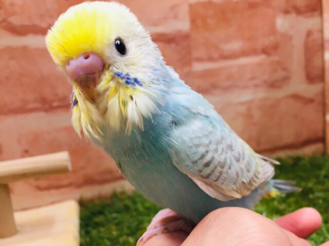 ①レインボーセキセイちゃんがやってきましたよ～🌈　セキセイインコ（レインボー系）