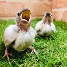 シルバー文鳥さんがやってきましたよ～🎵💗