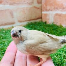 ミニミニ怪獣のキンカチョウさん（フォーン）