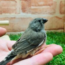 ミニミニ怪獣のキンカチョウさん💚（ノーマル）