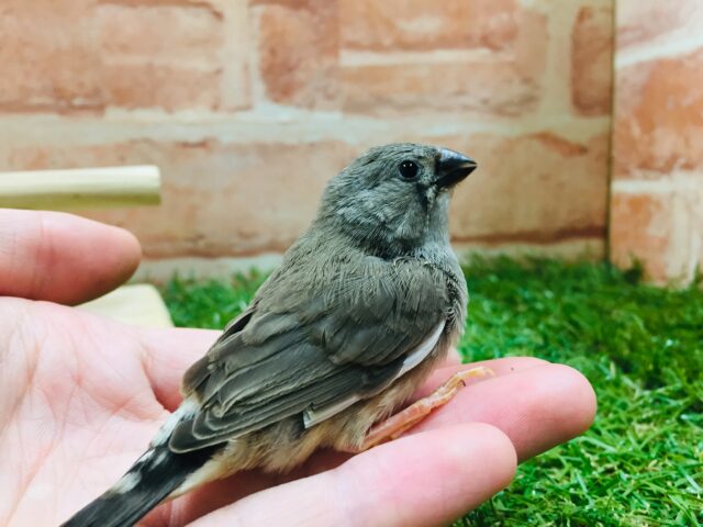 ミニミニ怪獣のキンカチョウさん💚（ノーマル）