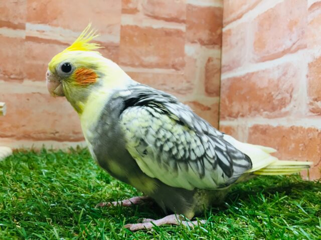 パール模様が魅力的✨✨　オカメインコ（パールパイド）