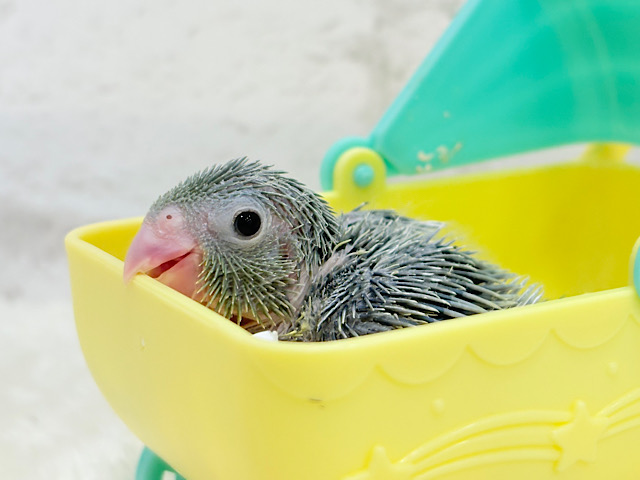 チビッ子エンドウ豆🫛マメルリハ(ノーマル) 男の子 ヒナ