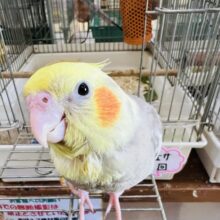 激甘🩶人が大好きなオカメインコ（シナモンパイド）