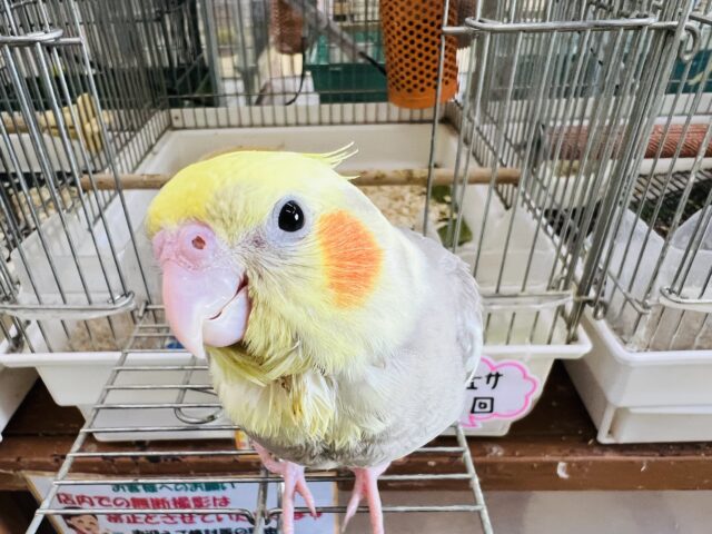 激甘🩶人が大好きなオカメインコ（シナモンパイド）
