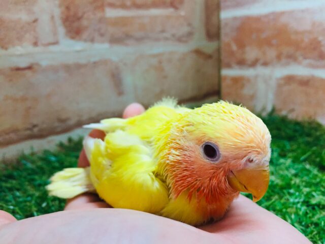 💛💛コザクラインコ（ルチノー）💛💛