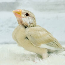 【最新画像更新🪄】クリームちょっぴり多めミルクティー☕️💭シナモン文鳥 ヒナ