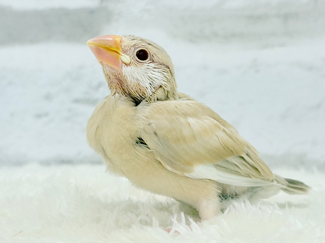 【最新画像更新🪄】クリームちょっぴり多めミルクティー☕️💭シナモン文鳥 ヒナ
